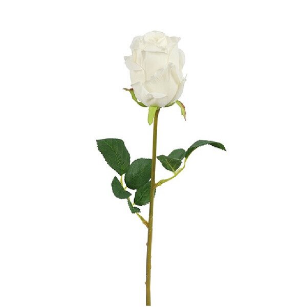 rosa compasion wit