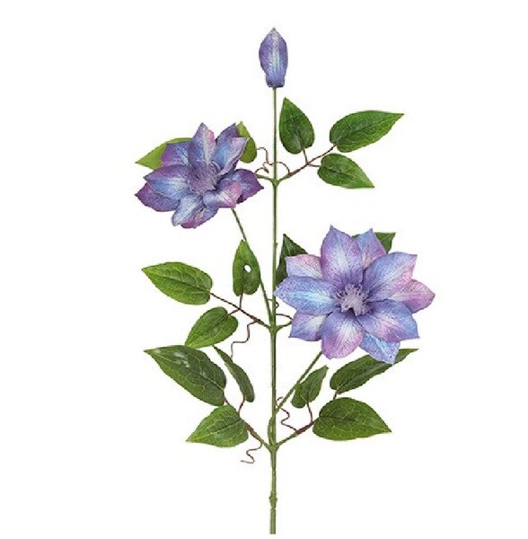 clematis paars