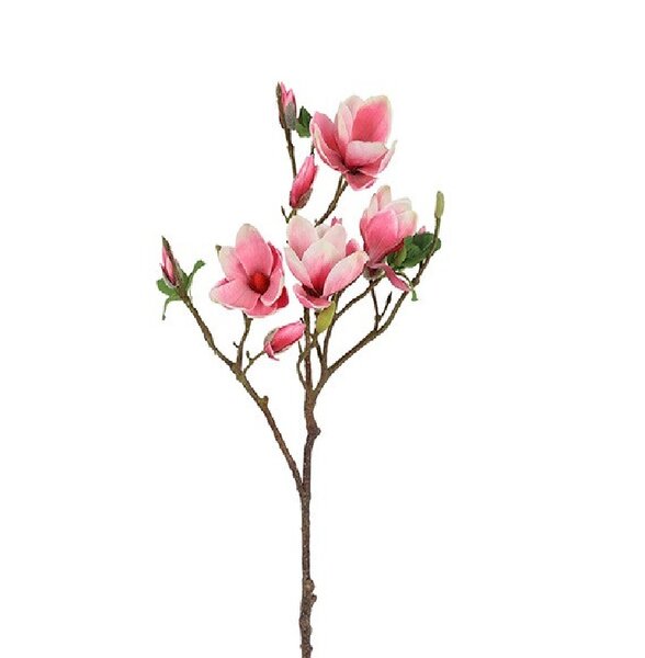 Magnolia Seeds XL roze
