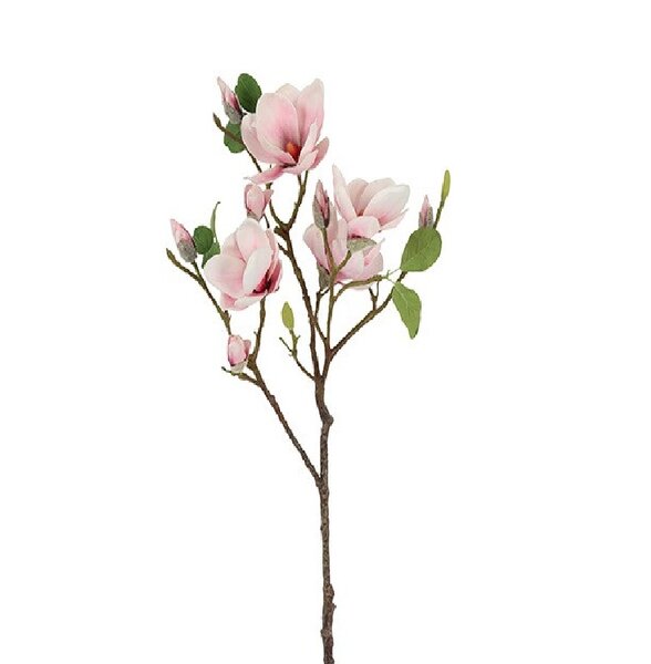 Magnolia Seeds L veelkleurig