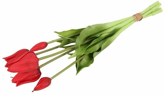 Tulip Greigii rood