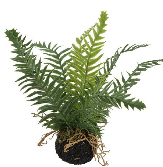 Blechnum S groen