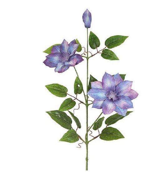 clematis paars