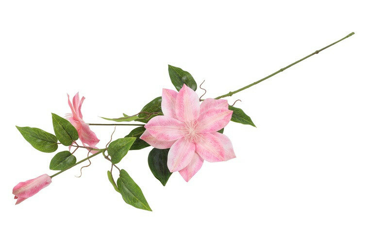 clematis roze 1
