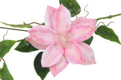 clematis roze 2