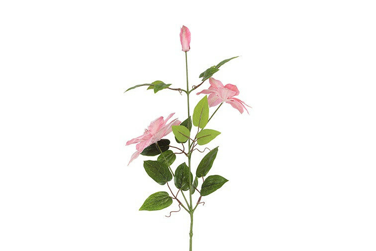 clematis roze 
