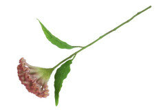 Kunstbloem Celosia licht paars 1