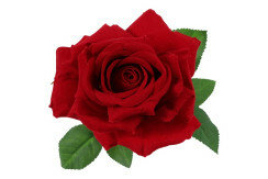 Kunstbloem Rosa Florentina Velvet rood-L8B8H72CM 825739 2