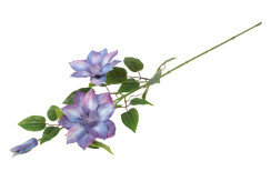 clematis paars 1