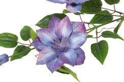 clematis paars 2