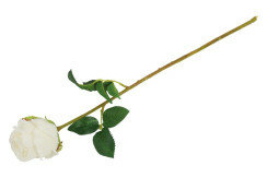 rosa compasion wit 1 