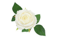 rosa compasion wit 2