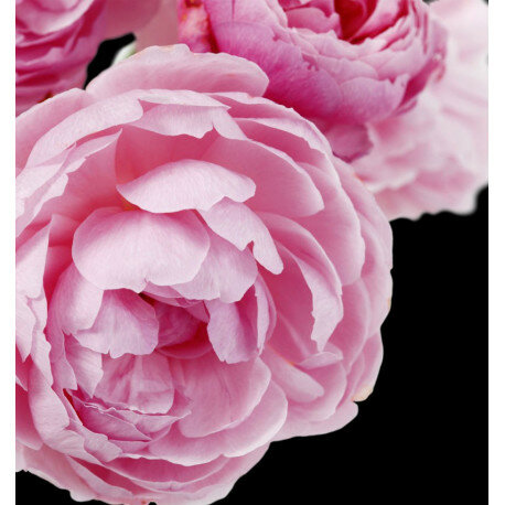 Parfum dames Cheante - Yodeyma