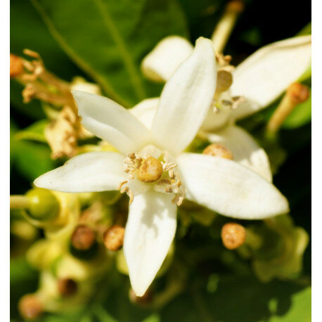 Parfum dames Iris - Yodeyma