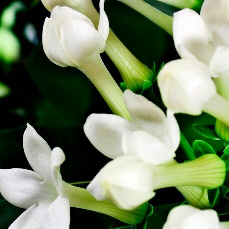 Parfum dames Iris - Yodeyma