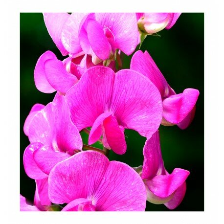 Parfum dames Poetic - Yodeyma