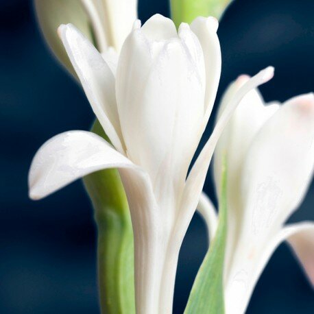 Parfum dames Tendenze - Yodeyma
