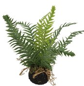Blechnum S groen