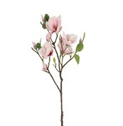 Magnolia Seeds L veelkleurig