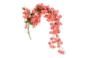 Bloem Bougainvillea hangende Roze X-30x30x134CM